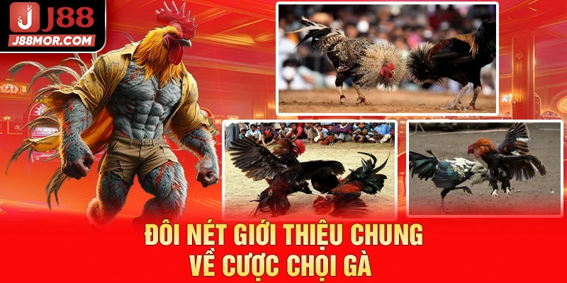 Đôi nét giới thiệu chung về cược chọi gà 