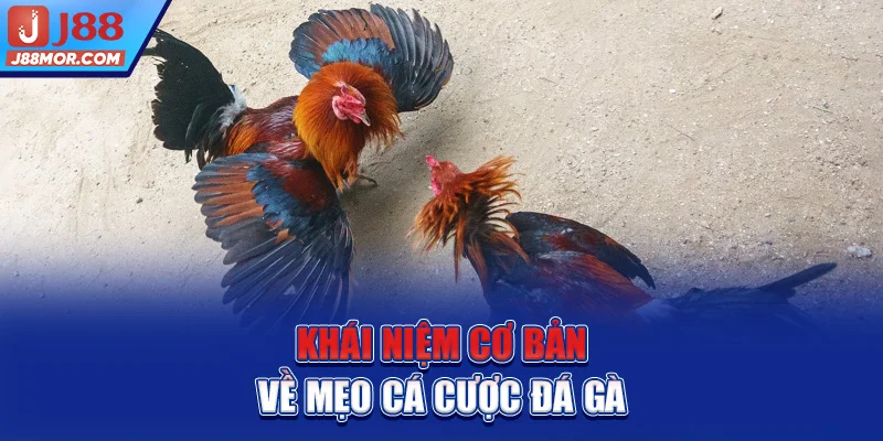 Khái niệm cơ bản về mẹo cá cược đá gà