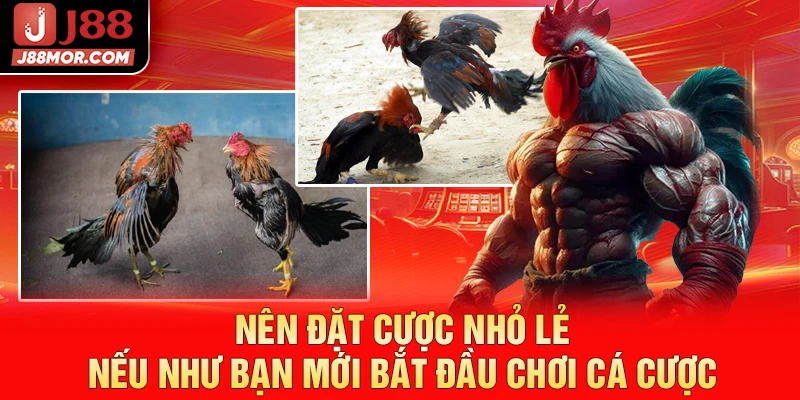 Nên đặt cược nhỏ lẻ nếu như bạn mới bắt đầu chơi cá cược